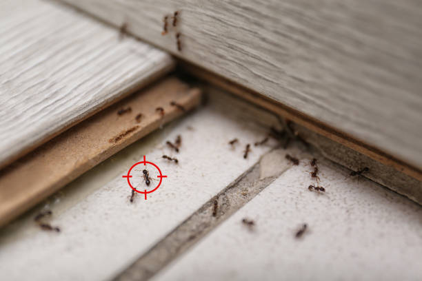 Pest Prevention Services in Forsyth, GA